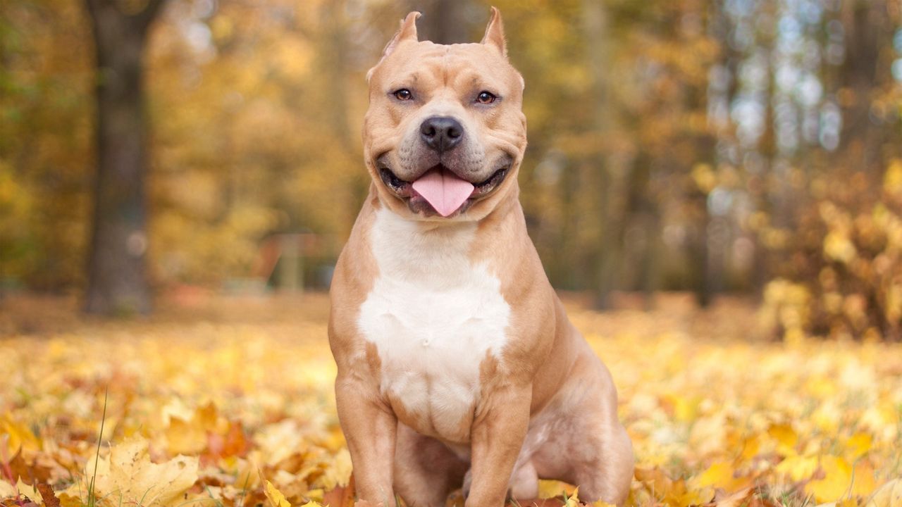 Wallpaper dogs, leaves, autumn, protruding tongue