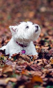 Preview wallpaper dogs, leaves, fall, down, terrier