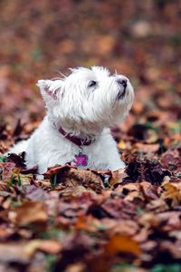 Preview wallpaper dogs, leaves, fall, down, terrier