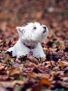 Preview wallpaper dogs, leaves, fall, down, terrier