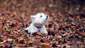 Preview wallpaper dogs, leaves, fall, down, terrier