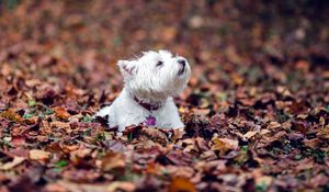 Preview wallpaper dogs, leaves, fall, down, terrier