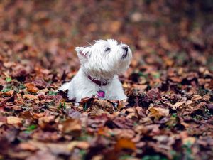 Preview wallpaper dogs, leaves, fall, down, terrier