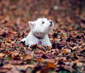 Preview wallpaper dogs, leaves, fall, down, terrier