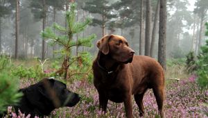 Preview wallpaper dogs, meadow, grass, flowers, lie, rest