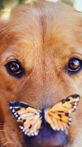 Preview wallpaper dogs, muzzle, butterfly, look
