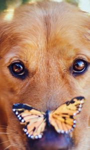 Preview wallpaper dogs, muzzle, butterfly, look