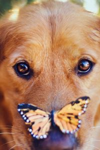 Preview wallpaper dogs, muzzle, butterfly, look