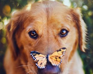 Preview wallpaper dogs, muzzle, butterfly, look