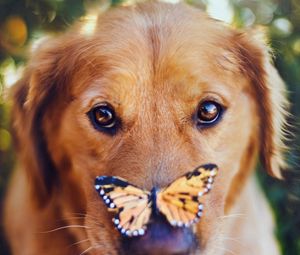 Preview wallpaper dogs, muzzle, butterfly, look