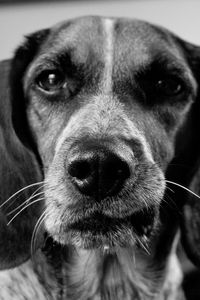 Preview wallpaper dogs, muzzle, ears, black white
