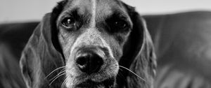 Preview wallpaper dogs, muzzle, ears, black white