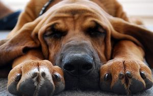 Preview wallpaper dogs, muzzle, ears, sleep, feet, cute