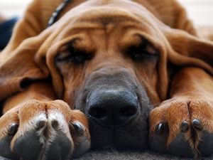 Preview wallpaper dogs, muzzle, ears, sleep, feet, cute