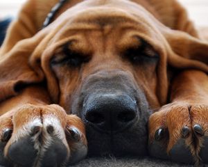 Preview wallpaper dogs, muzzle, ears, sleep, feet, cute