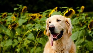 Preview wallpaper dogs, muzzle, tongue, rest