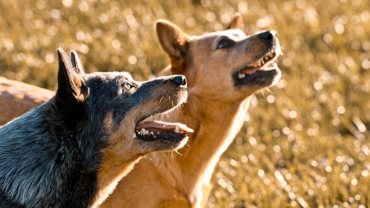 Wallpaper dogs, nature, background