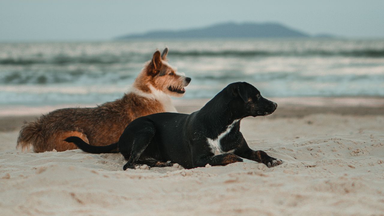 Wallpaper dogs, pets, beach