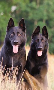 Preview wallpaper dogs, pets, protruding tongue, field