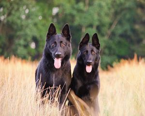 Preview wallpaper dogs, pets, protruding tongue, field