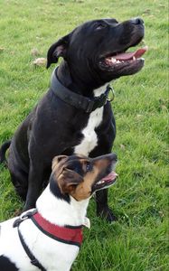 Preview wallpaper dogs, pets, protruding tongue, grass