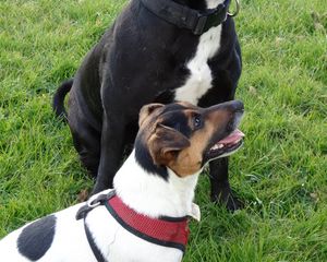 Preview wallpaper dogs, pets, protruding tongue, grass