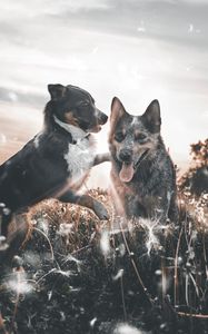 Preview wallpaper dogs, playful, protruding tongue, field, dandelions