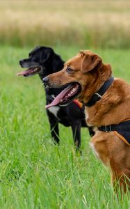 Preview wallpaper dogs, protruding tongues, pets, animals, walk