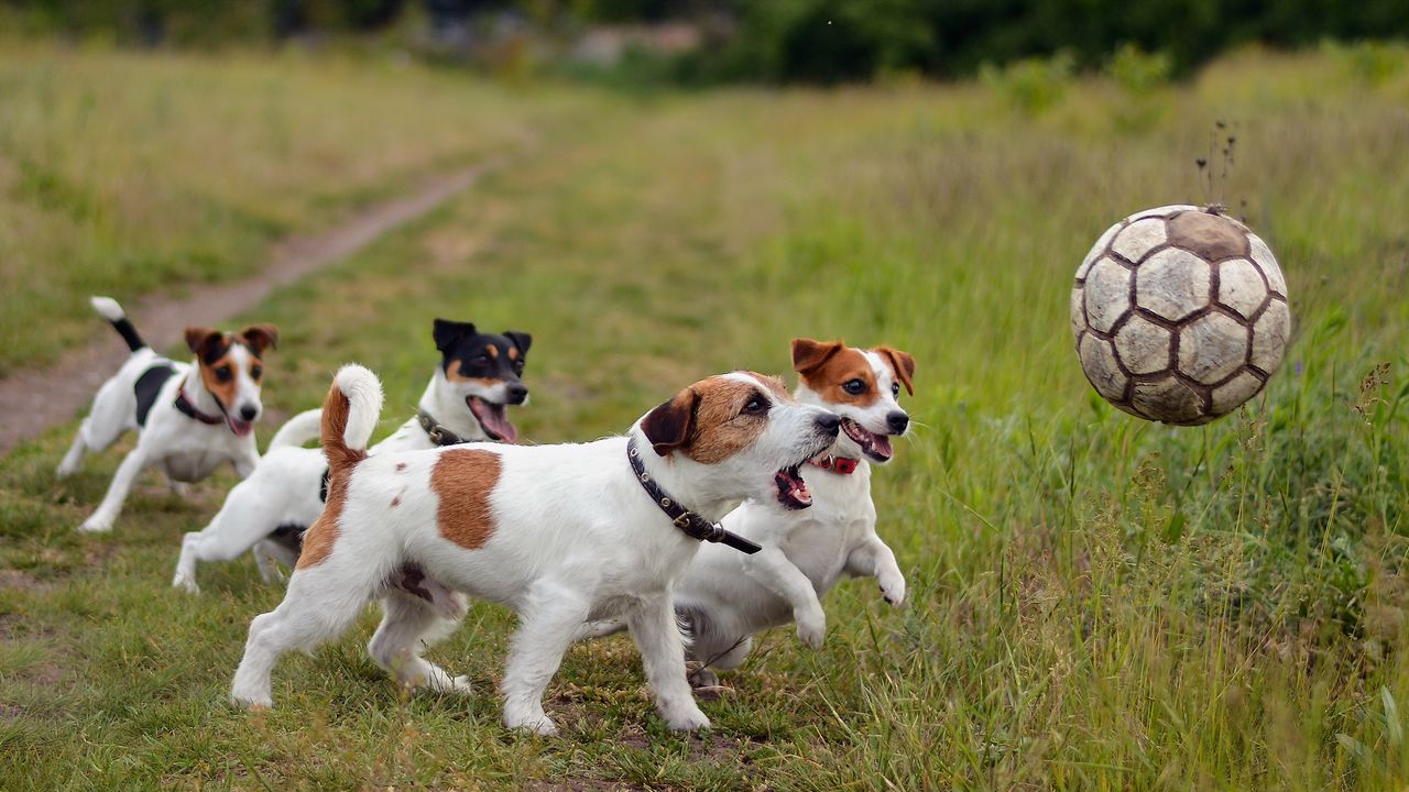 Wallpaper dogs, puppies, ball, playful, grass