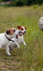 Preview wallpaper dogs, puppies, ball, playful, grass