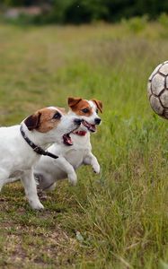 Preview wallpaper dogs, puppies, ball, playful, grass