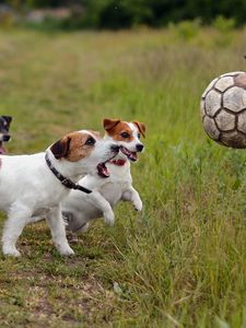 Preview wallpaper dogs, puppies, ball, playful, grass