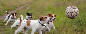 Preview wallpaper dogs, puppies, ball, playful, grass