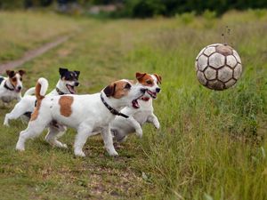 Preview wallpaper dogs, puppies, ball, playful, grass