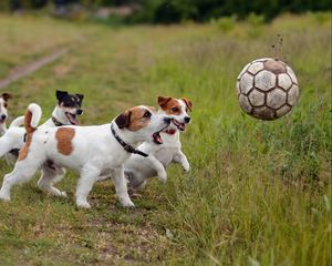 Preview wallpaper dogs, puppies, ball, playful, grass