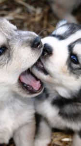 Preview wallpaper dogs, puppies, husky, playful