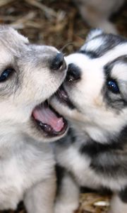 Preview wallpaper dogs, puppies, husky, playful
