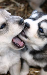 Preview wallpaper dogs, puppies, husky, playful