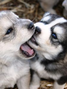 Preview wallpaper dogs, puppies, husky, playful