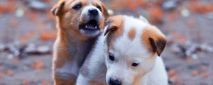 Preview wallpaper dogs, puppies, pets, funny, cute