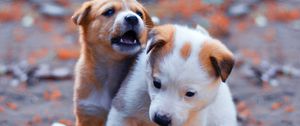 Preview wallpaper dogs, puppies, pets, funny, cute
