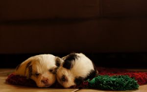 Preview wallpaper dogs, puppies, sleeping, lying, sleeping pad