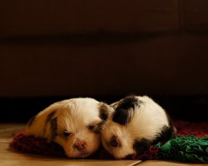 Preview wallpaper dogs, puppies, sleeping, lying, sleeping pad