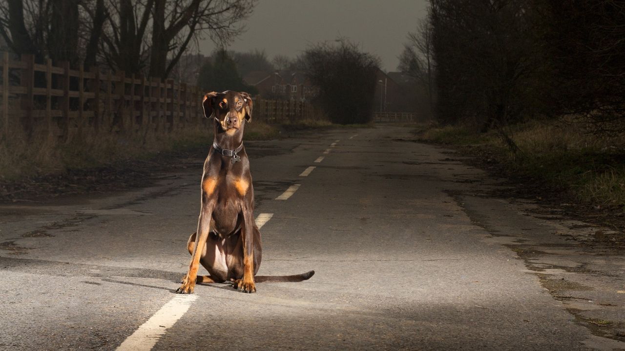 Wallpaper dogs, road, stay, night, evening