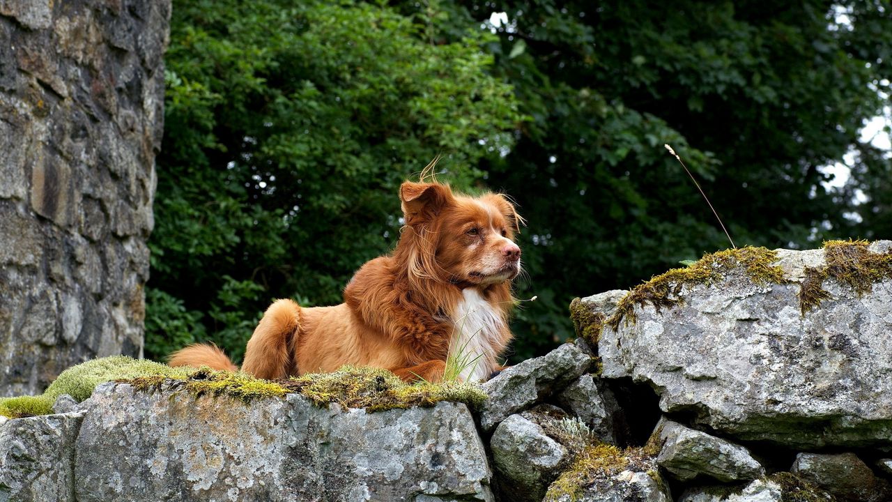 Wallpaper dogs, rocks, hills, puppy