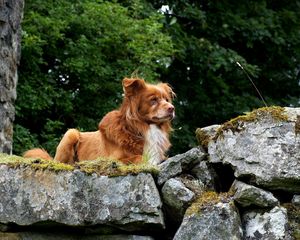 Preview wallpaper dogs, rocks, hills, puppy