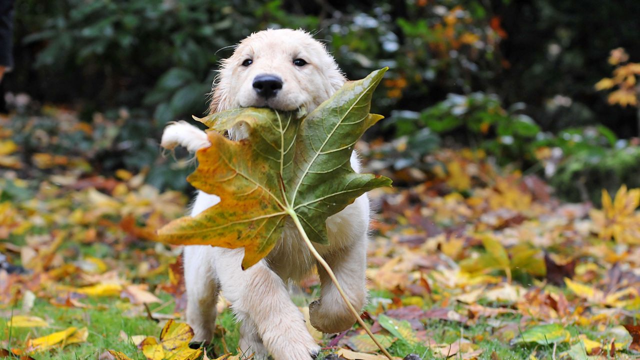 Wallpaper dogs, run, leaves, autumn, puppy