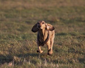 Preview wallpaper dogs, running, grass, field, direction
