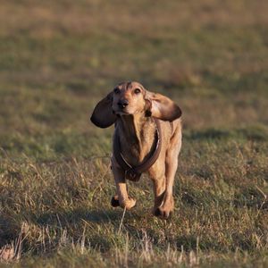 Preview wallpaper dogs, running, grass, field, direction