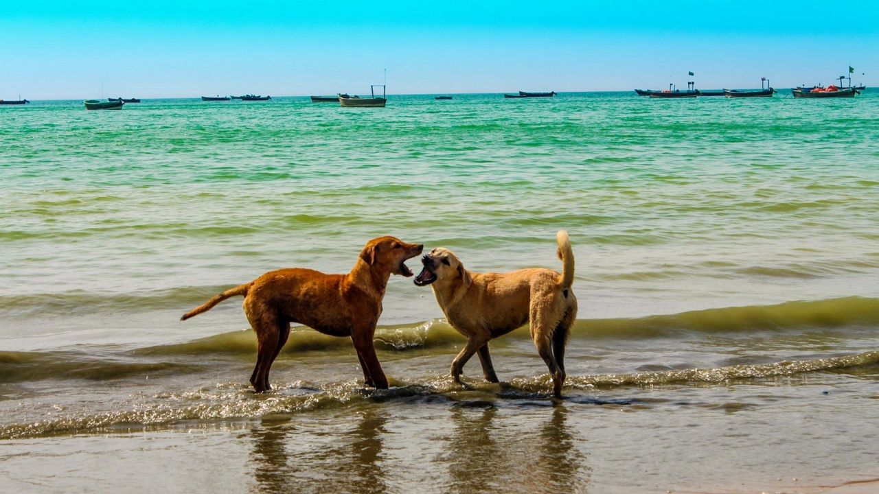 Wallpaper dogs, sea, playful, sky, summer